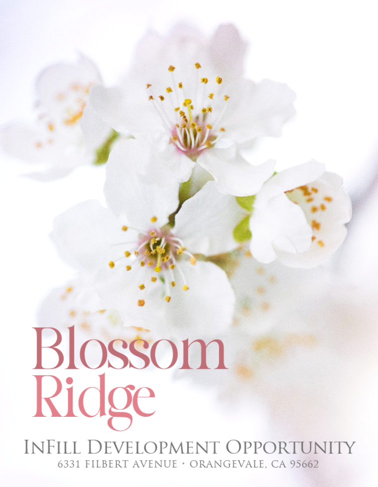 Cynthia Sergeant | Blossom Ridge