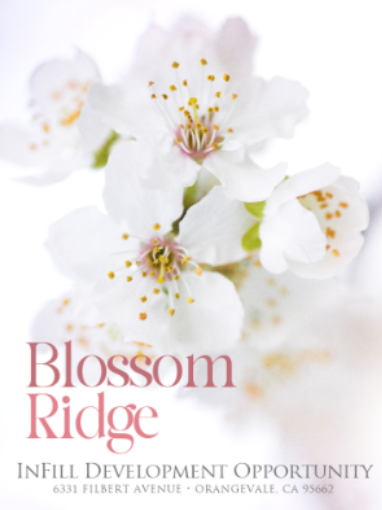 Cynthia Sergeant | Blossom Ridge